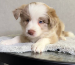 Изображение PNG