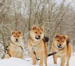 DSC02194.jpgНОВОЕ