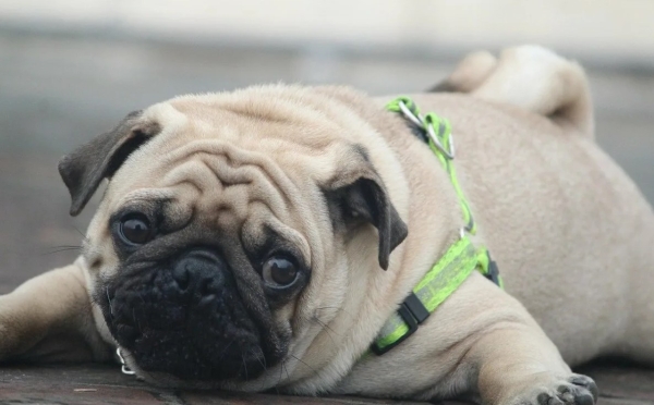 Щенки породы Мопса