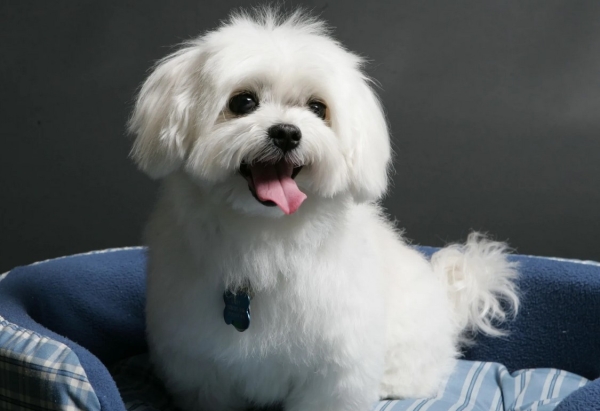 Мальтийская болонка